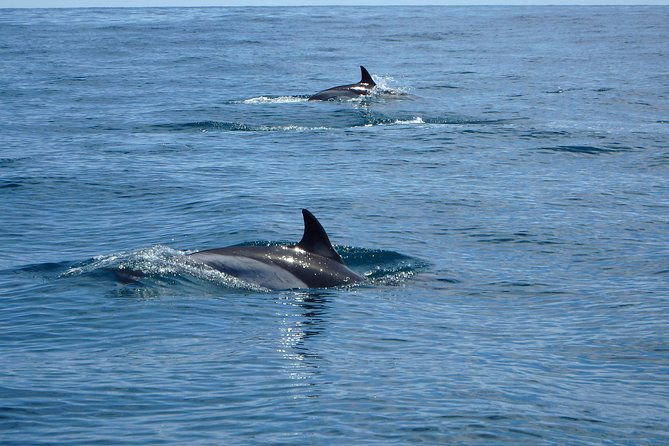 dolphin-route