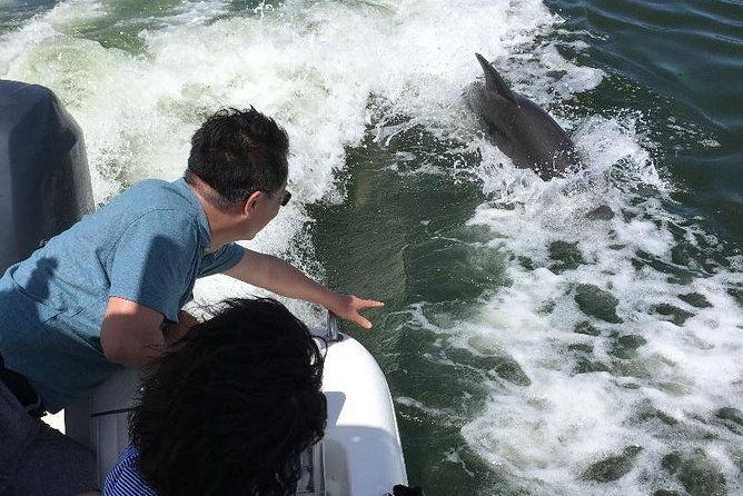 dolphin-tours-fort-myers-beach-naples