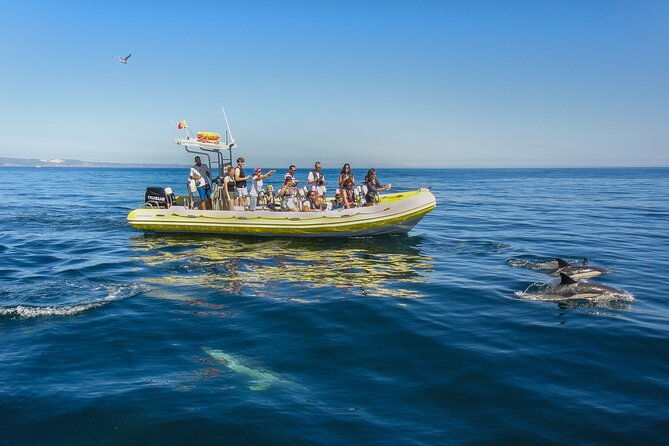 dolphin-watching-at-the-arrabida-lisbon-region