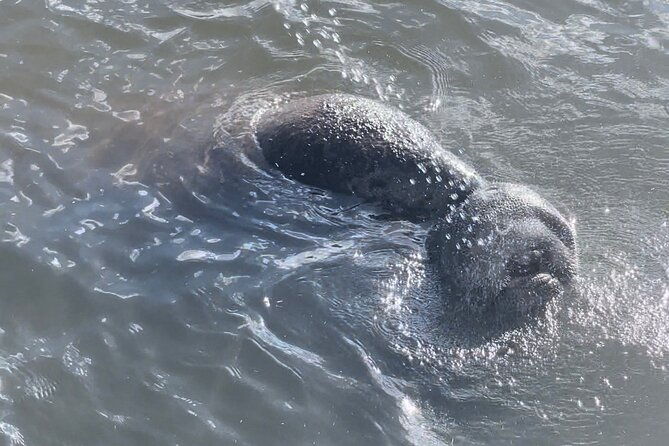 dolphin-watching-boat-tour-around-anna-maria-island