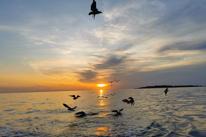 dolphin-watching-sunset-boat-trip-in-pula-with-dinner