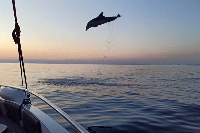 dolphin-watching-sunset-speedboat-tour-with-drinks-in-rovinj