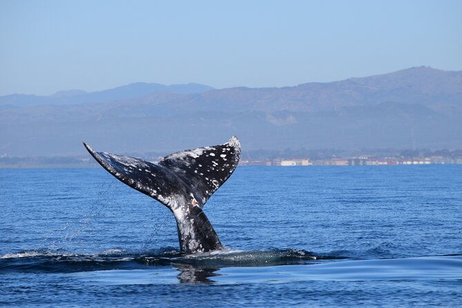 dolphin-whale-watching