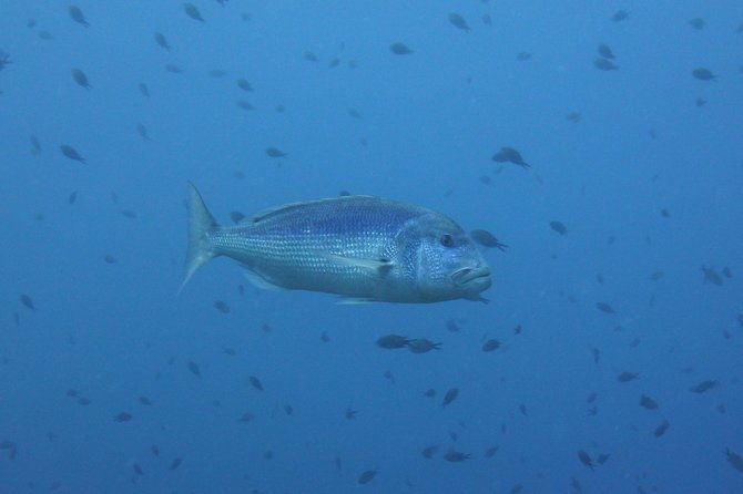 double-dive-in-the-capo-carbonara-marine-protected-area-for-patents