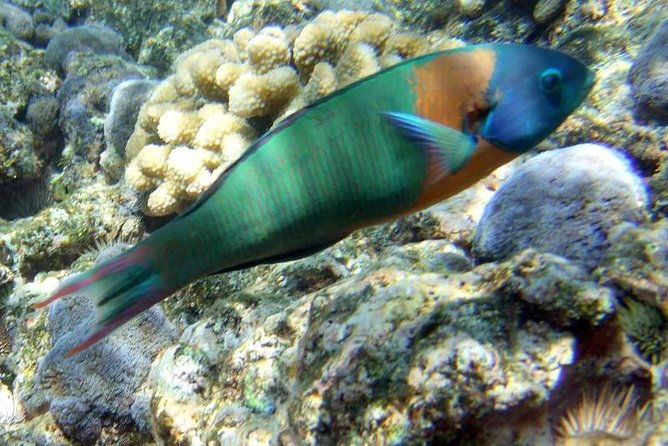double-reef-snorkel-dolphin-bbq