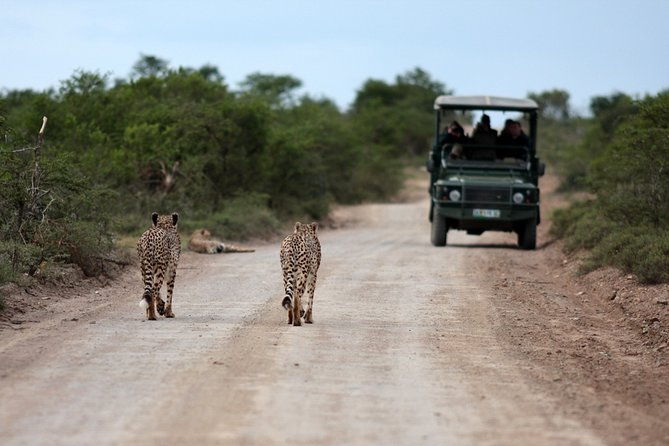 durban-big-5-luxury-safari-at-an-award-winning-game-reserve-zeiss-binoculars