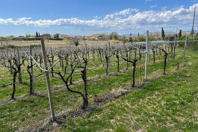 e-bike-tour-with-stop-in-the-cellar-in-the-bardolino-area-2