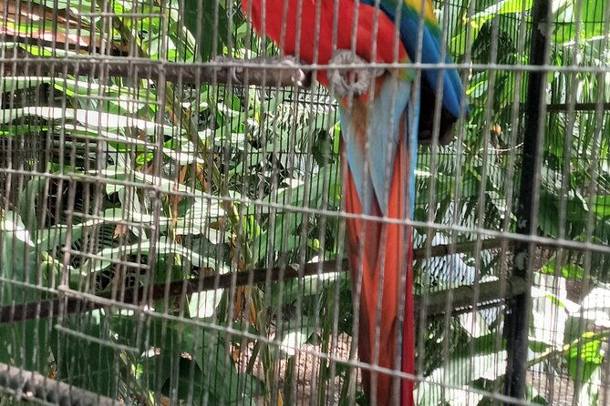 eco-tour-konoko-falls-fern-gully-from-ocho-rios