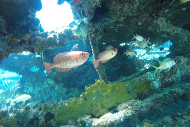elegance-catamaran-turtles-swim-and-lunch-cruise