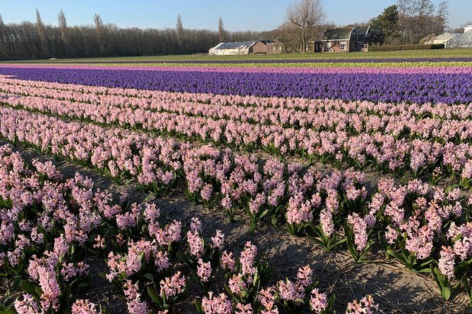 enjoy-the-tulip-fields-by-bicycle-with-a-local-guide-tulip-bike-tour