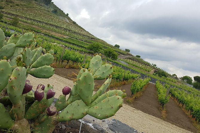 etna-classic-winery-day-trip
