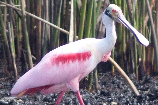 everglades-national-park-small-group-guided-boating-walking-tour-expedition