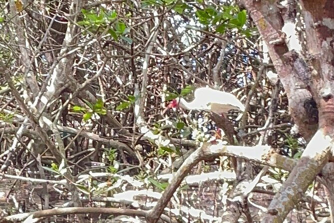 exclusive-kayak-expedition-exploring-the-mangroves-to-shell-key