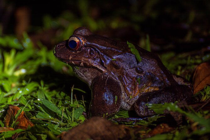 exclusive-night-walk-in-la-fortuna-and-natural-frog-garden