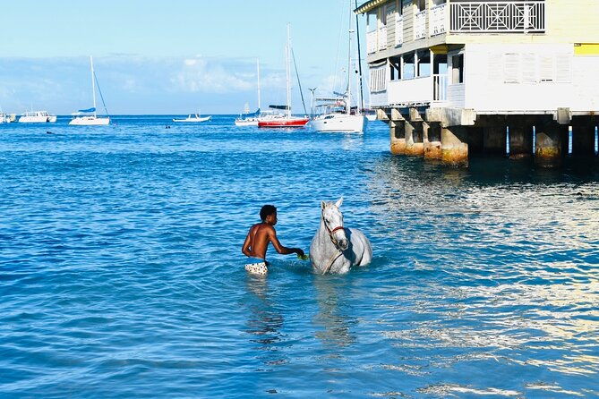 experience-the-swimming-horses-at-carlisle-bay-the-garrison