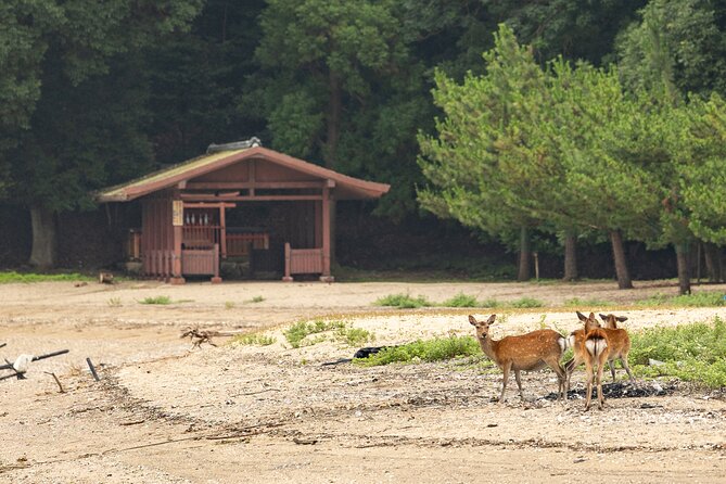 explore-miyajima-sail-from-miyahama-onsen