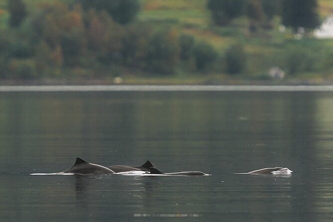 explore-the-norwegian-fjords-and-the-wildlife-from-abisko