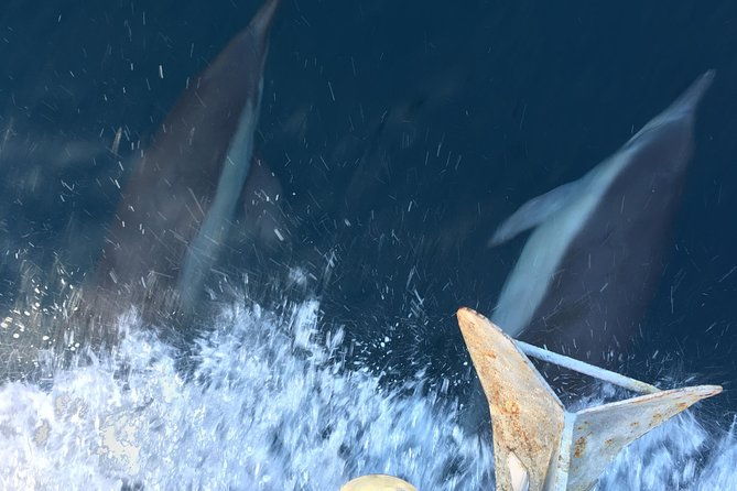 family-and-private-group-whale-and-dolphin-watching