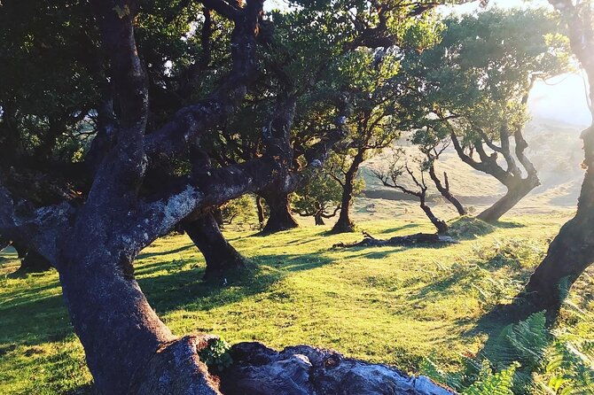 fanal-forest-private-sunset-hike