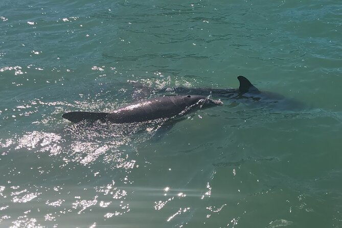 flippers-fun-boat-dolphin-adventure-clearwater-beach