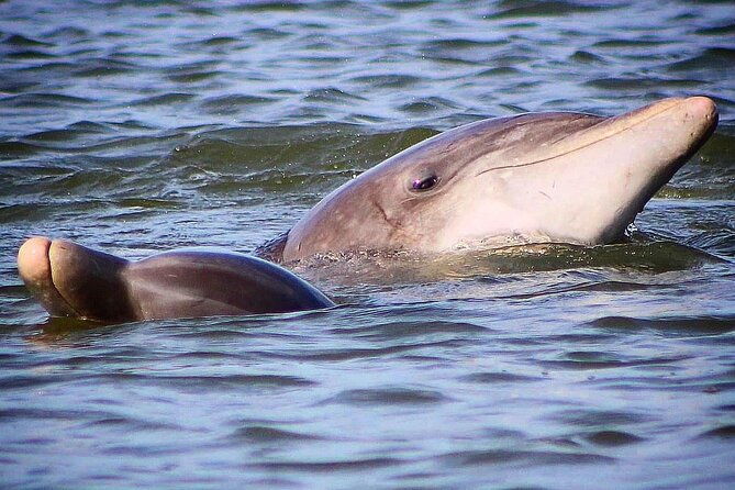 folly-beach-dolphin-viewing-boat-excursion-and-estuary-tour