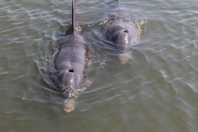 folly-beach-eco-boat-excursion-and-morris-island-drop-off-2