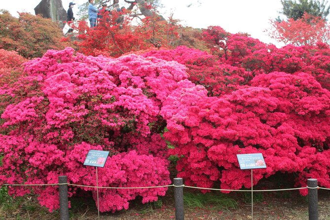 for-a-limited-time-wisteria-festival-ashikaga-2-12-guests