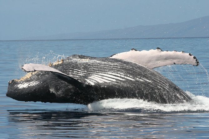 from-maalaea-harbor-maui-whale-watch-cruise-aboard-malolo