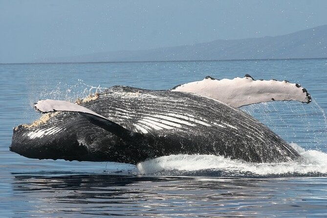 from-maalaea-harbor-sunset-whale-watch-tour-aboard-the-malolo