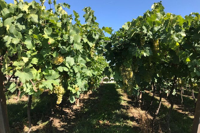 from-verona-prosecco-classic-method-sparkling-wine-tour-with-light-lunch