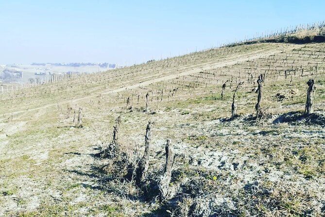 full-day-barolobarbaresco-wine-tour-from-milano-with-a-local-winemaker-2