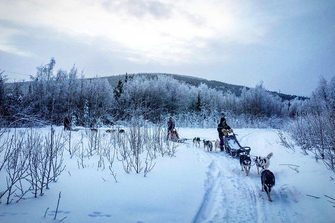 full-day-drive-your-own-dog-team-dog-sledding-tour