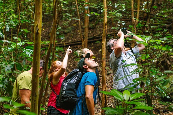 full-day-hakalau-forest-reserve-bird-watching-adventure