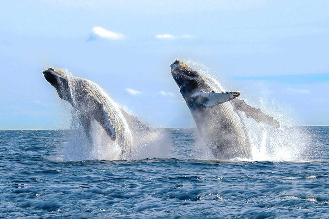full-day-humpback-whale-watching-tour-in-samana-from-uvero-alto