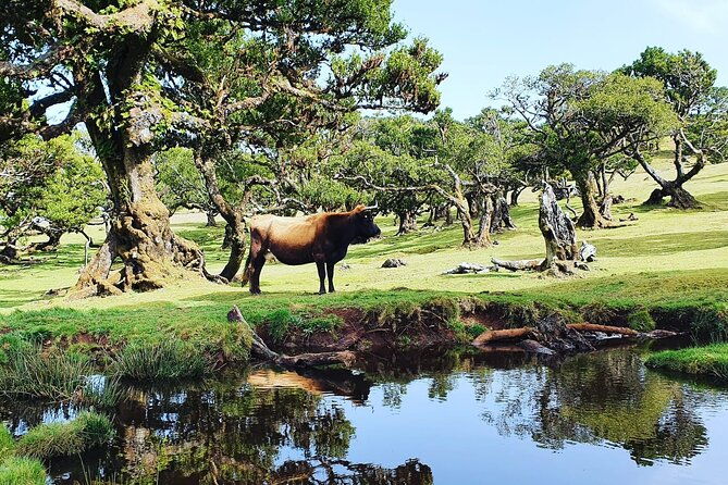 full-day-jeep-safari-tour-to-porto-moniz-and-cabo-girao