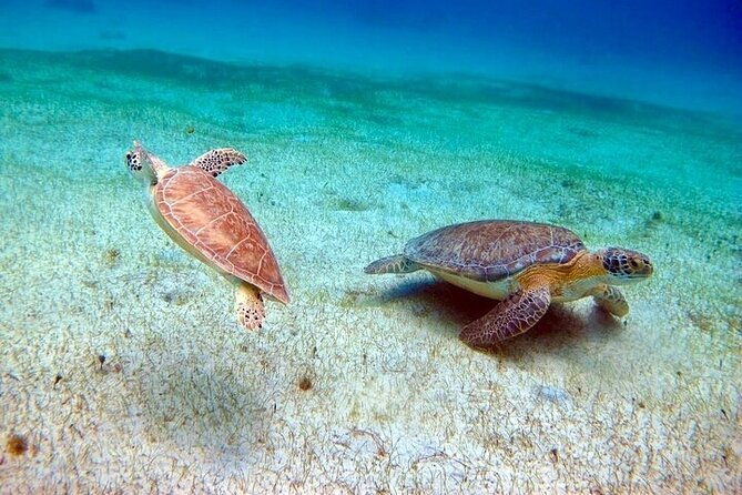 full-day-luxury-catamaran-turtle-snorkel-and-beach-getaway