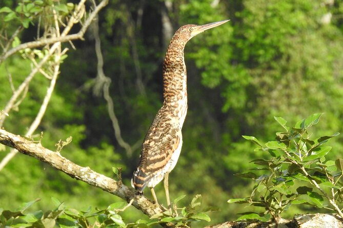 full-day-private-bird-and-nature-sightseeing-tour-in-pipe-line