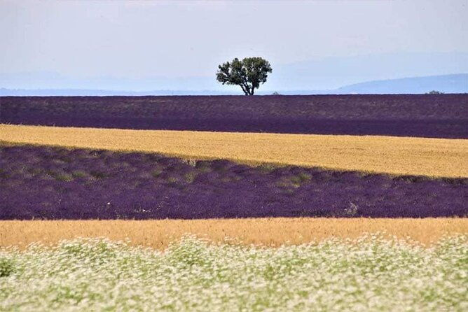 full-day-private-tour-gorges-du-verdon-lavender-june-15-july-15