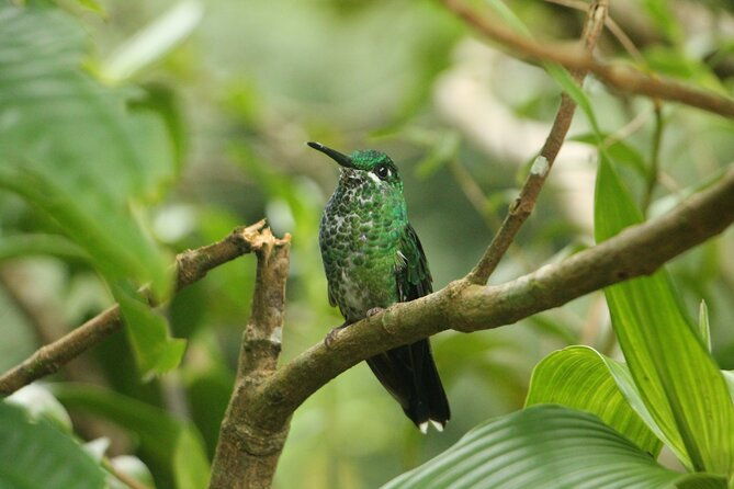 full-day-private-tour-in-monteverde-costa-rica