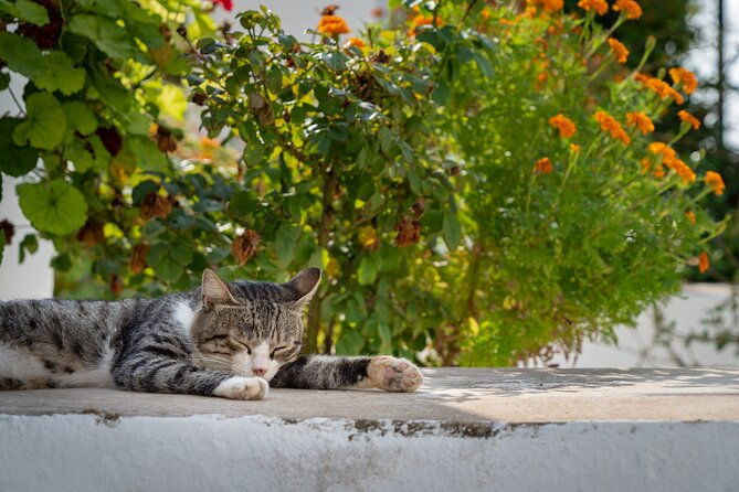 full-day-private-tour-to-the-north-of-corfu-island