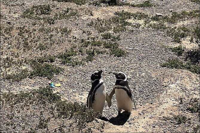 full-day-punta-tombo-penguin-paradise