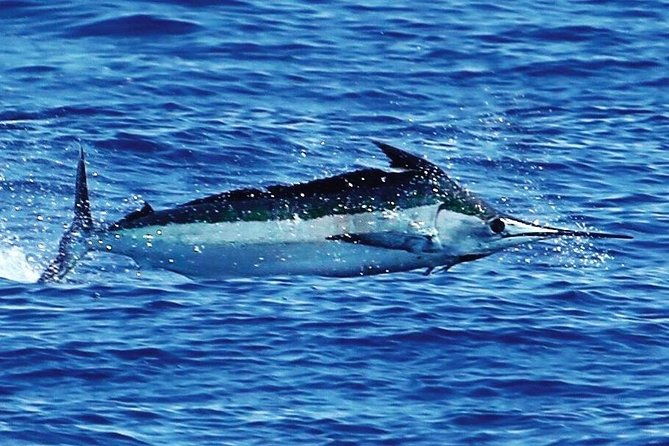 full-day-sportsman-enthusiast-charter