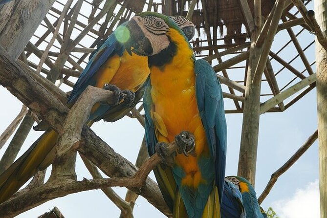 full-day-tour-baru-national-aviary-and-playa-blanca-bioluminescent-plankton