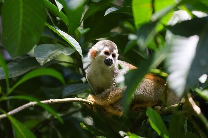 full-day-tour-manuel-antonio-national-park-from-san-jose