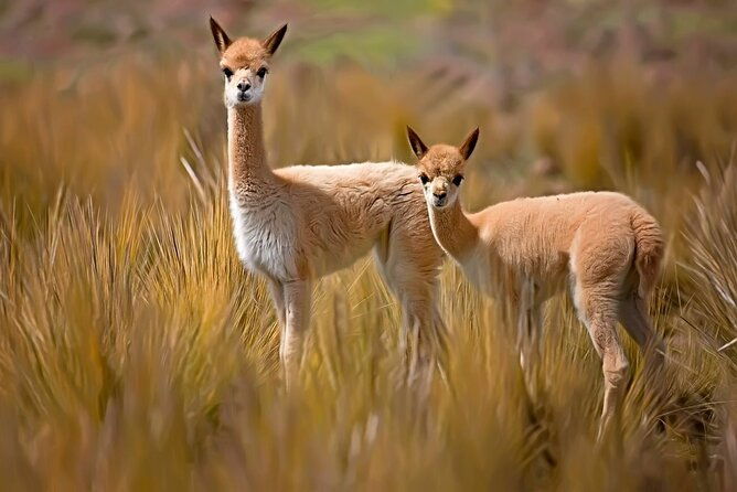 full-day-tour-to-colca-from-arequipa