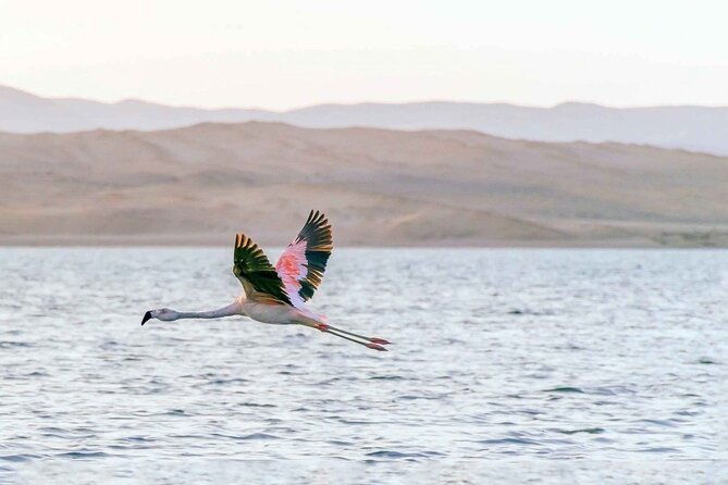 full-day-tour-to-visit-ballestas-islands-and-paracas-reserve