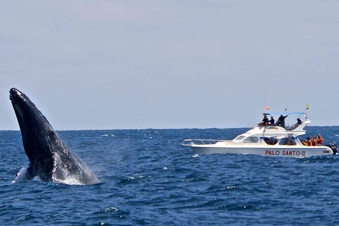 full-day-whale-watching-tour-in-samana-bay-from-punta-cana-2