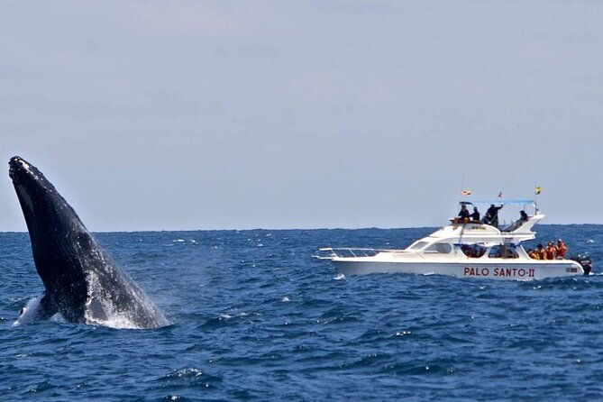 full-day-whale-watching-tour-in-samana-bay-from-punta-cana