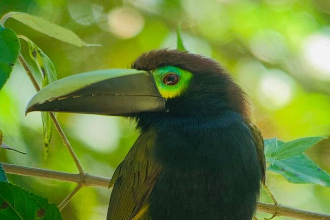 fullday-birdwatching-experience-small-groups