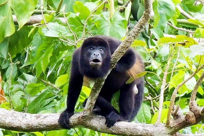 gatun-lake-panama-canal-wildlife-boat-tour-and-sloth-sanctuary